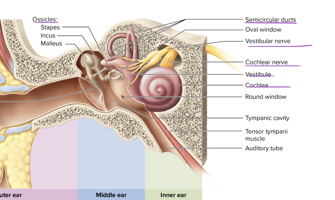 <p>Describe the structures of the inner ear involved in equilibrium</p>
