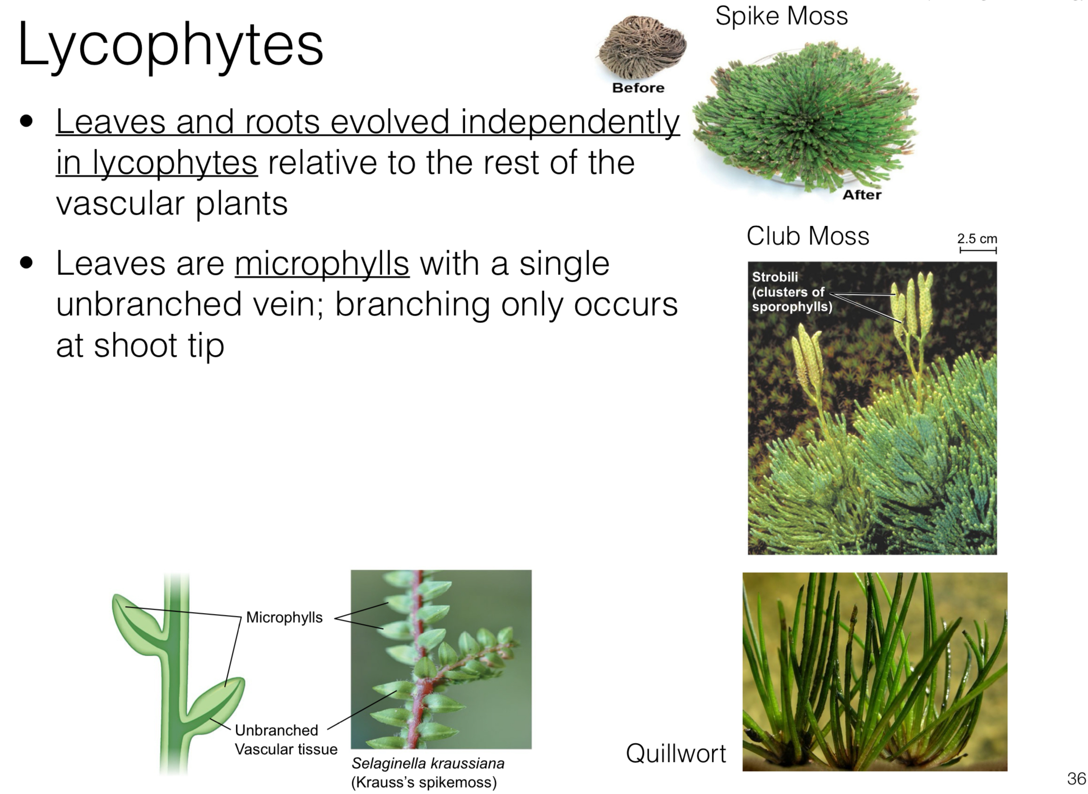 <p>A group of primitive vascular plants that reproduce by spores and are characterized by their small size, typically with narrow leaves arranged in spirals</p><ul><li><p>An example would be is the clubmoss, which grows in moist, shaded areas and resembles a miniature tree with its upright stems and small leaves.</p></li></ul>