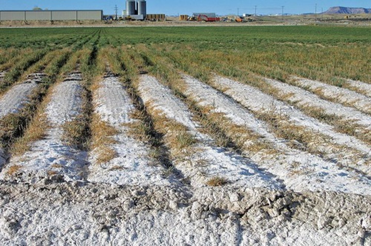 <p>If soil contains excessive dissolved salts (sodium chloride) it can hinder plant growth, cause structural decline, and reduce water uptake, often leading to bare, eroded surfaces</p>