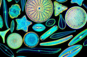 <p><span>Diatoms</span></p>