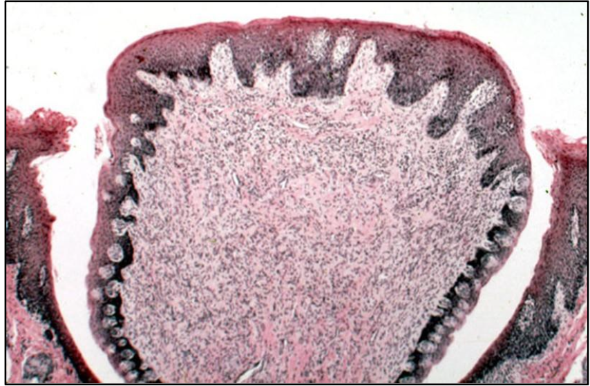 <p>ID the image</p>