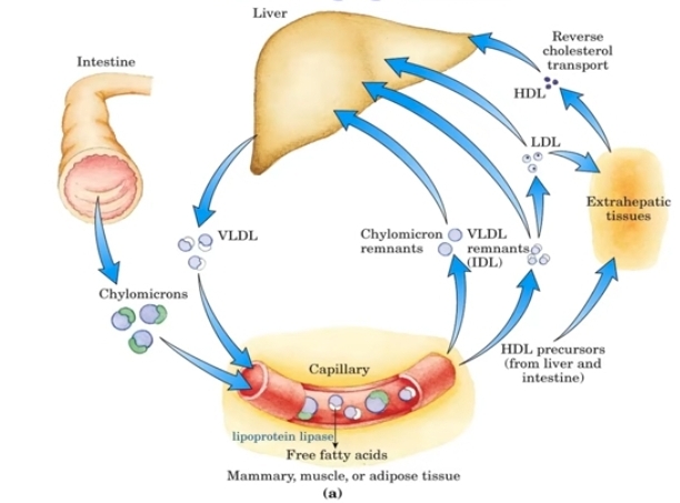 <ul><li><p>Intestino: Absorción y transporte de los lipidos que provienen de la dieta</p></li><li><p>Higado principal organo regulador del metabolismo lipidico</p></li><li><p>Capilares y los vasos sanguineos, transporte de lipoproteinas hacia los tejidos que los van a consumir: tejido mamario, musculo y tejido adiposo.</p></li><li><p>Tejidos extraepaticos que van a tener que sacar el colesterol para que no se acumule</p></li></ul><p></p><p>Transporte lipidico:</p><p>A) Transporte de los lipidos de la dieta</p><p>B) Transporte de los lipidos endogenos (sintetizados en nuestro organismo)</p><p>C) Transporte retrógrado de colesterol (evita que se acumule colesterol en los tejidos</p><p></p>