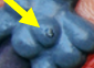 <p>Sebaceous Gland</p>