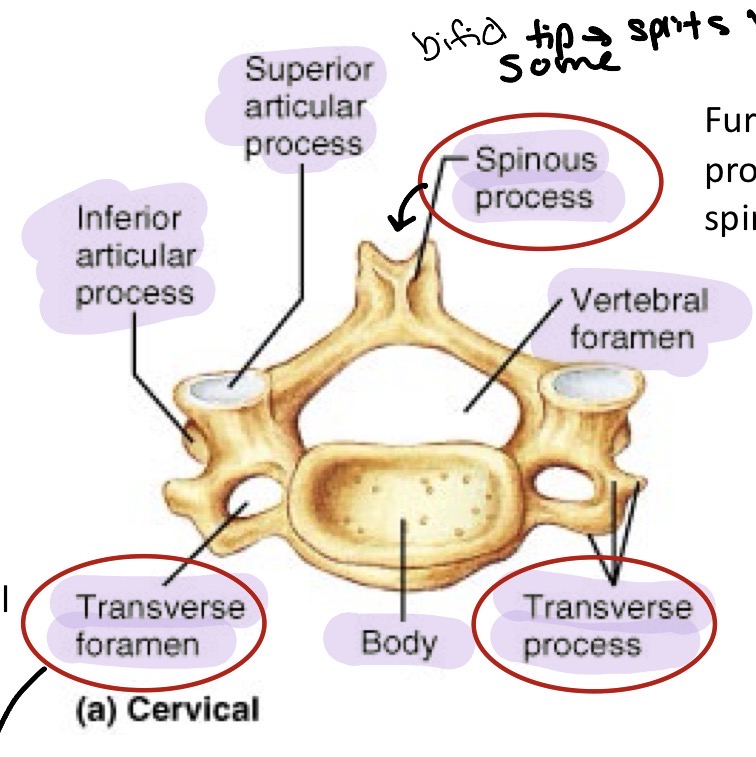 <p>Seven vertebrae in the neck region allowing flexion, extension, lateral flexion, and rotation. C1-C7 smallest and most delicate. Has a transverse foramen and some have bifid spinous tip </p>