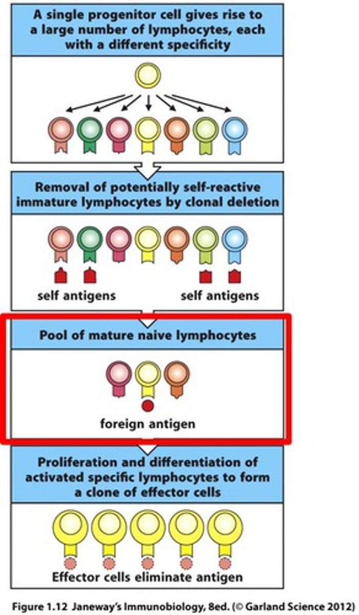 <p>The expansion of a specific cell linage through repeated rounds of mitosis originating from a single cell.</p><p>- mutated clones multiply rapidly</p>