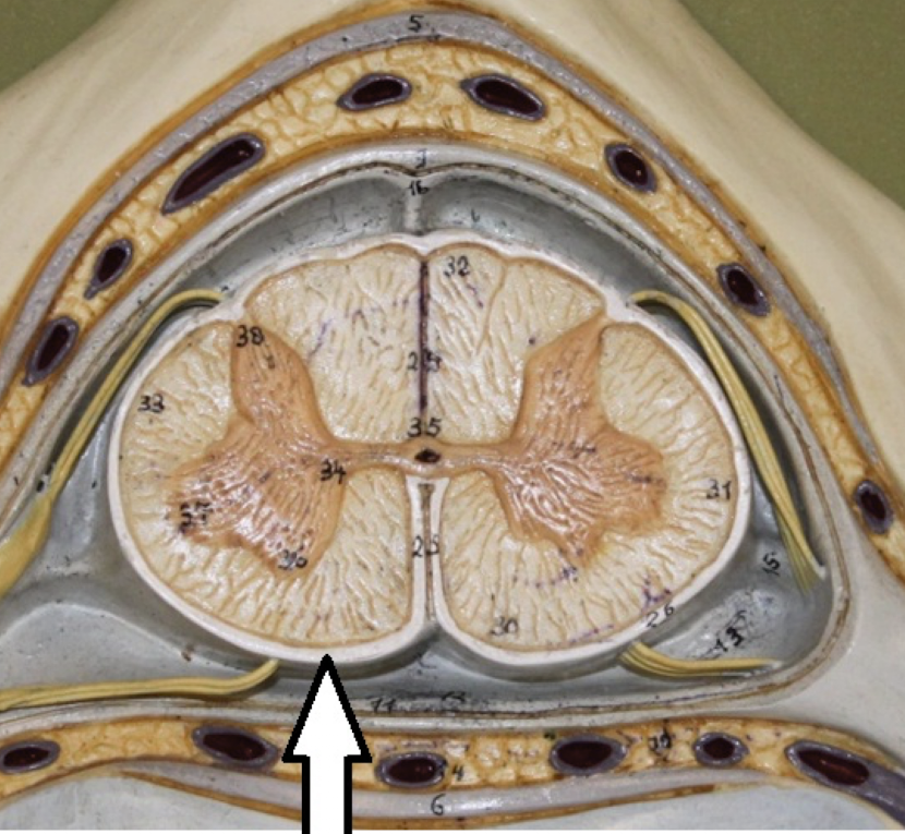 <p>identify the (white) layer</p>