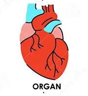 <p>Organ</p>
