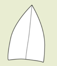 <p>apex</p>