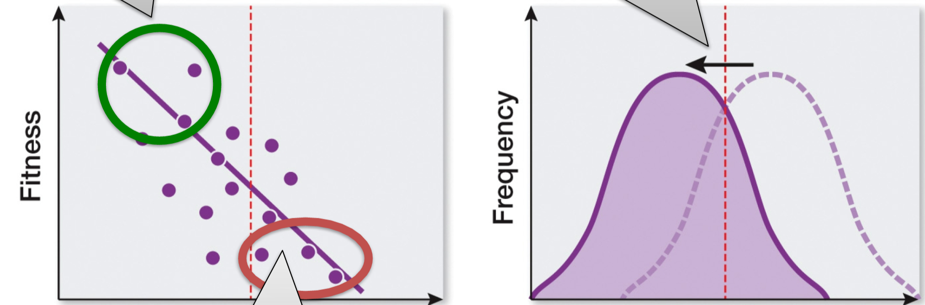 Favors individuals that vary in one direction; also called positive selection