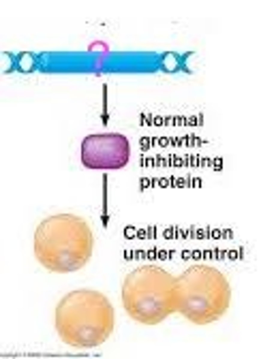 <p>A gene whose normal job is to inhibit cell division, thereby preventing the uncontrolled cell growth that contributes to cancer.</p>