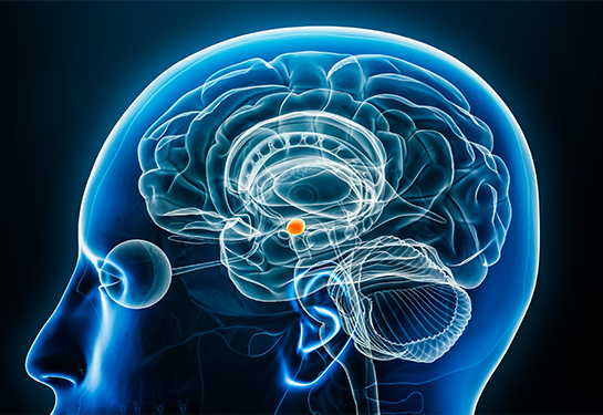<p>Role in emotion/aggression and associative learning for emotions</p>