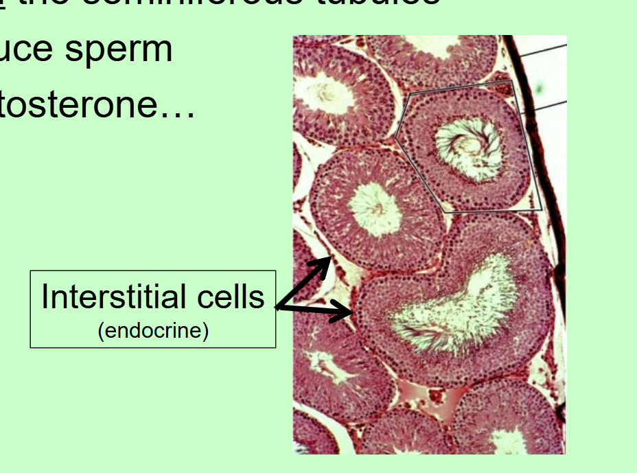 <p>Interstitial cells</p>