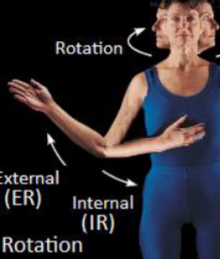 <p>Rotation of shoulder/hip towards the midline</p>