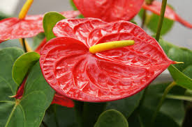<p>Flamingo Plant</p>