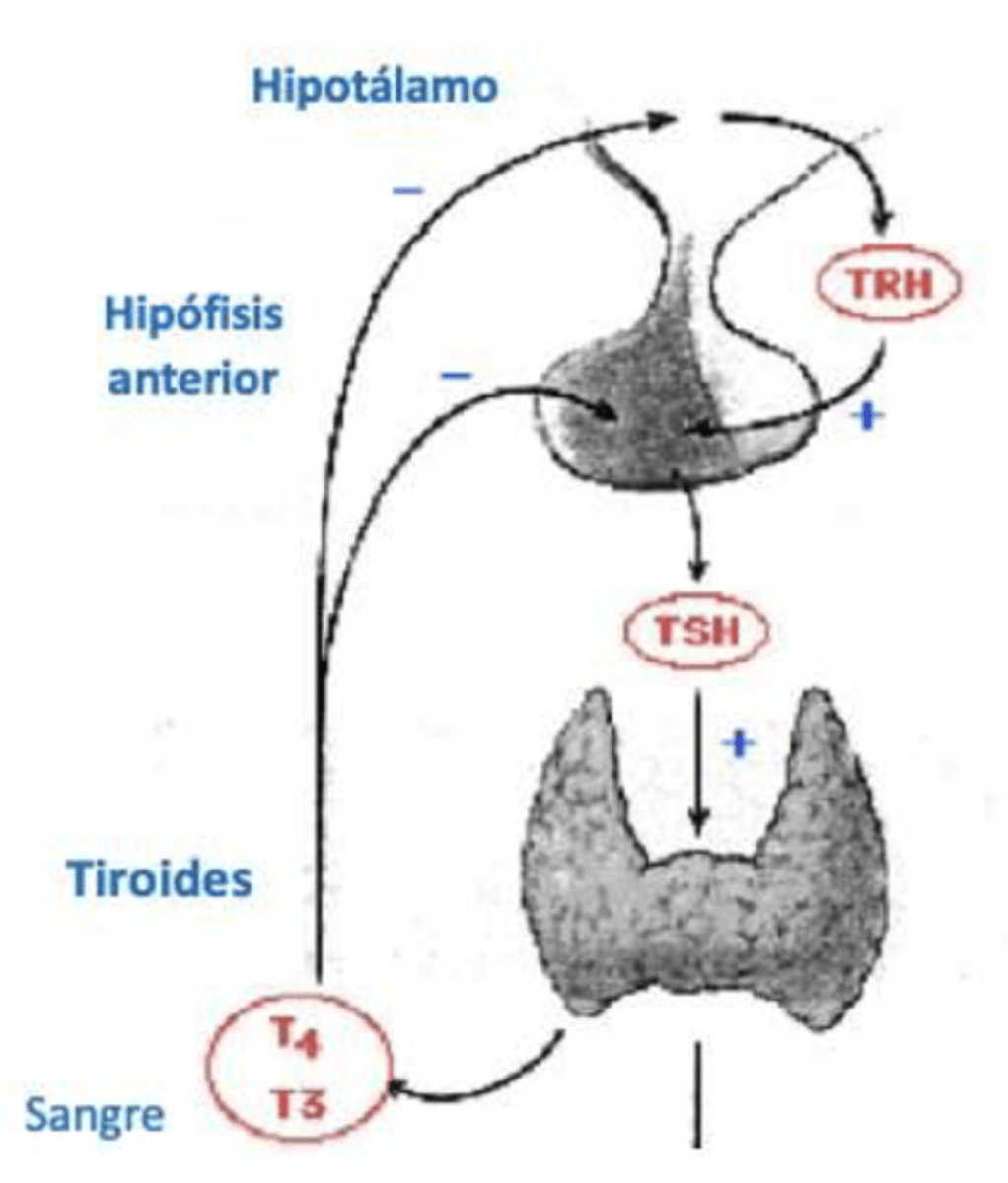 <p>TRH</p><p>TSH</p><p>T3 o T4</p>