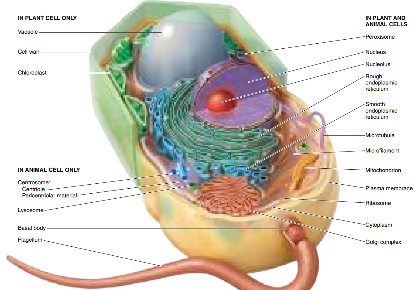 <p>The Eukaryotic Cell vs Prokartoic cell</p>