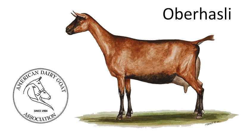 <p>Obershali</p>