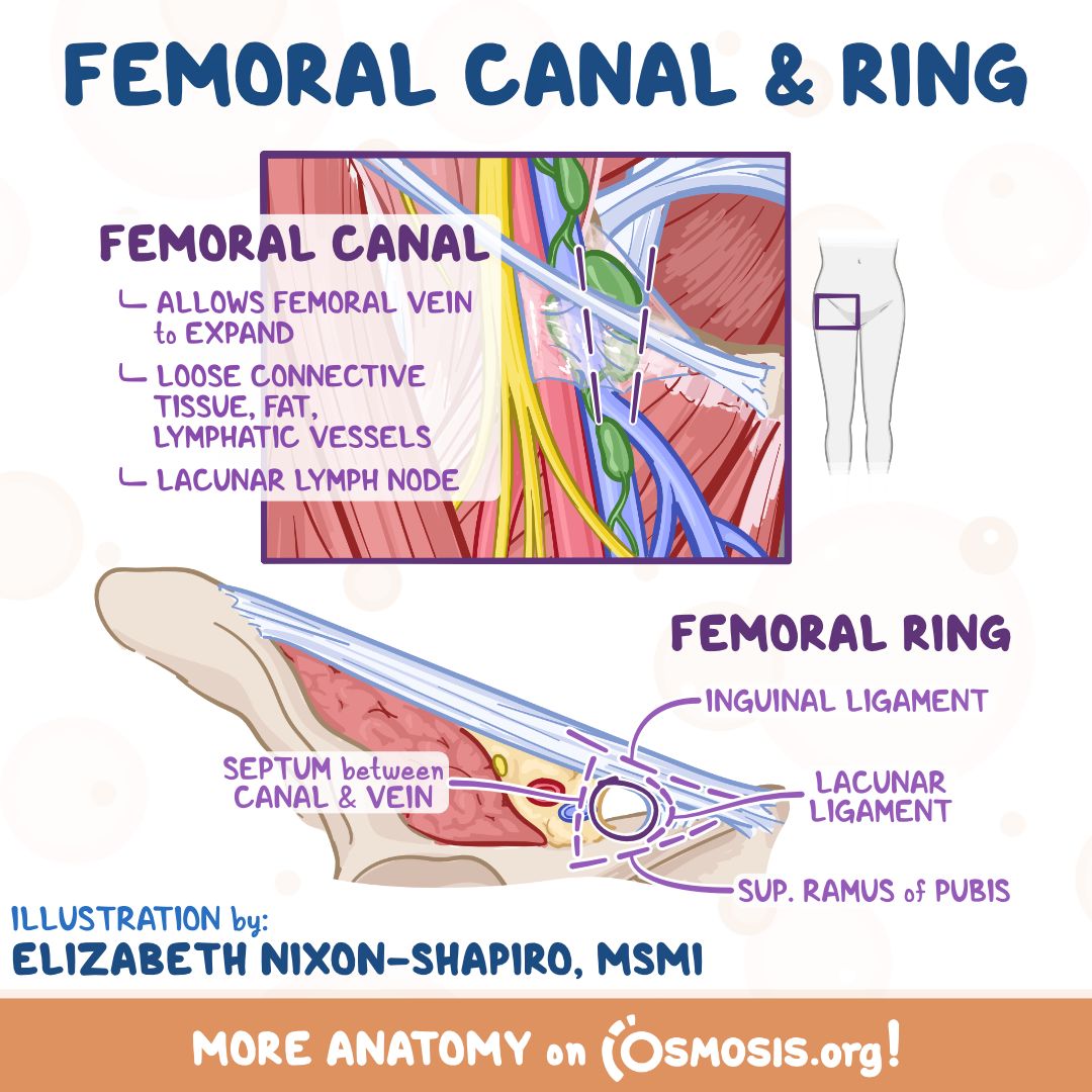 <ul><li><p>upper end of femoral canal. It is potentially a weak point in the lower abdomen and is the site of</p><p>femoral hernias</p></li></ul><p></p>