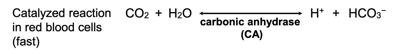 <p>Carbonic anhydrase</p>