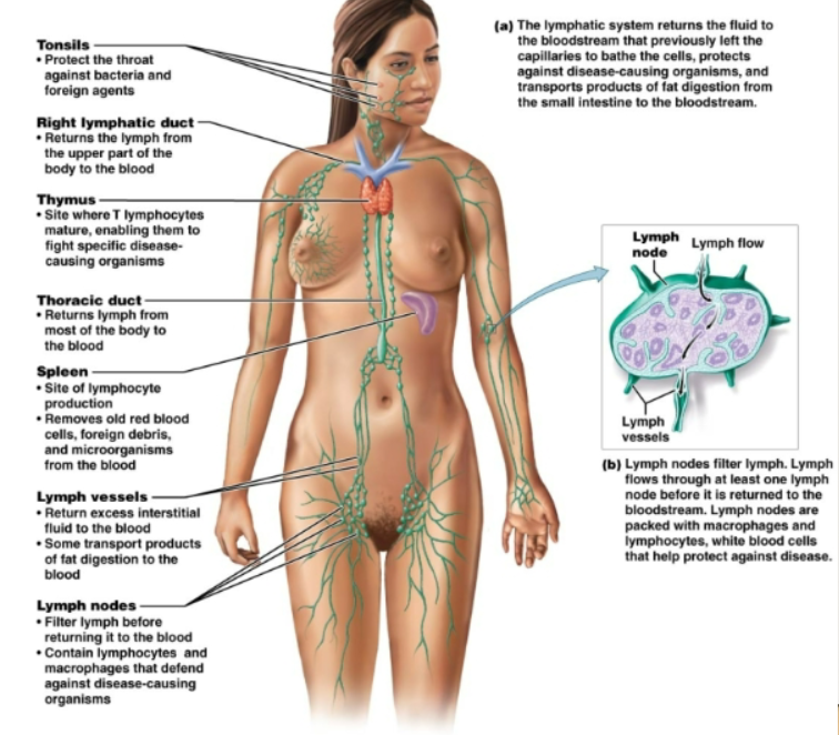 <p>Fluid identical to the interstitial fluid</p>