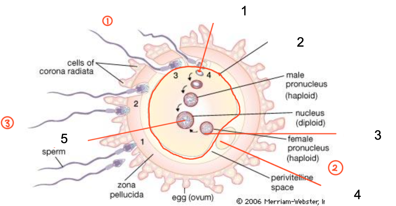 <p>Fertilization</p>