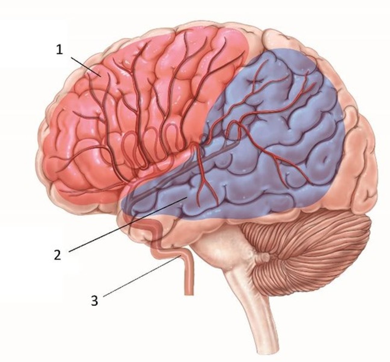 <p>Blood supply distribution labeled #1.</p>