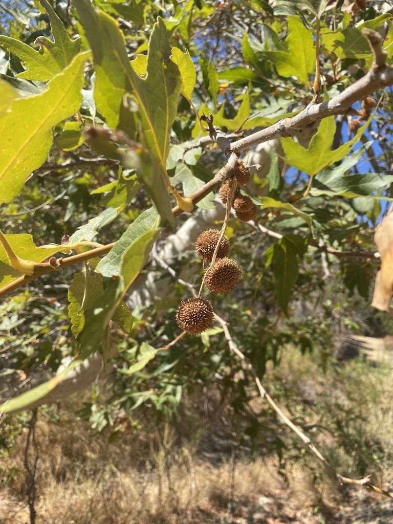 <p><strong>Platanus racemosa (Western Sycamore)</strong></p>