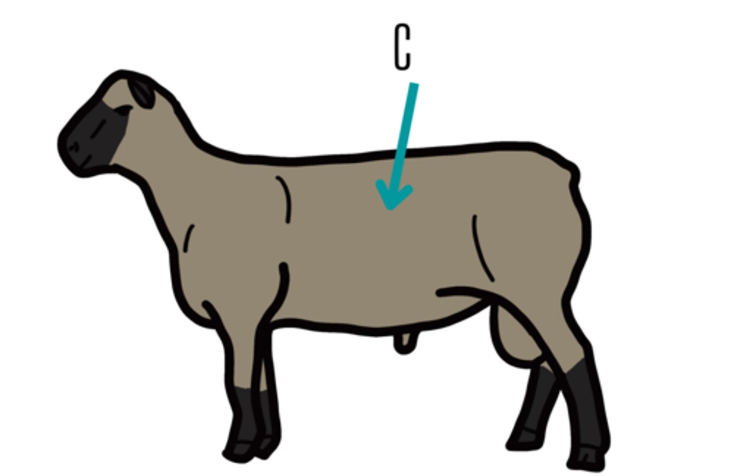 <p>Loin</p>