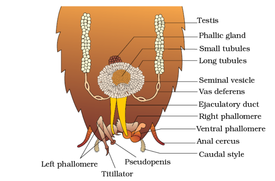 • 1 pair of testis at 4-6 abdominal segments. (lateral side)
• it consists of 3-4 lobes
• vas deferens
• mushroom/utricular gland: it has two types of tubules long (brevivores) and small (majores)
• tips of long tubules are called uricose gland.
• a gland located on mushroom gland is called phallic/congloblate gland.
• three chitinous structures called male gonopophysis/phallomeres
• left phallomere (largest), tiltator, phallic aperture, pseudopenis
• right phallomere (two large hooks)
• ventral phallomere (it has no hook); male genital pore
• hooks help in opening the female oothecal pore.
• sperms are stored in a seminal vesicle and glued together in a sperm ball.
• before copulation in oothecal pore it is three-layered because of the secretion of phallic gland.
• small tubules secrete a nutritive fluid.
• ejaculatory duct secrete another coat.