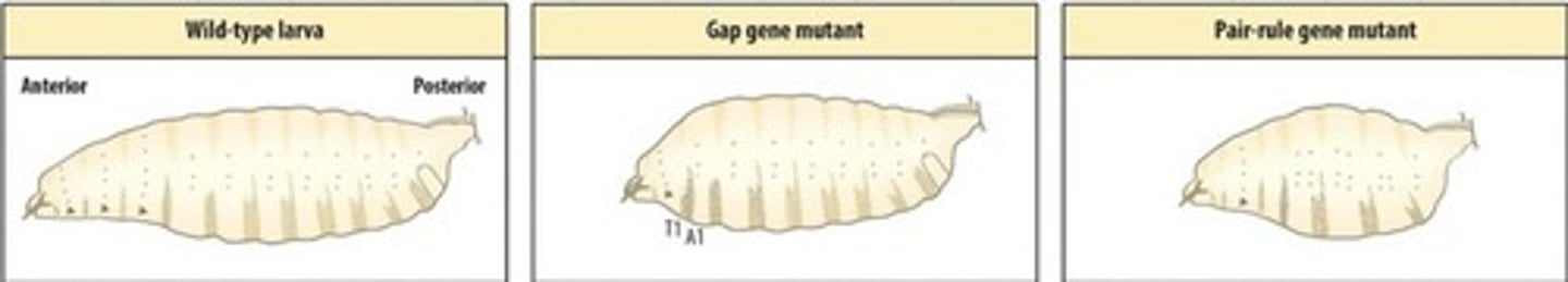 <p>2 examples of mutant phenotypes that were found</p><p>The first is a gap gene mutant here 2 segments are missing and thoracic segment T1 is fused directly to abdominal segment 1 (A1) thus the gene mutated is required for forming segments T2 and T3</p><p>In the second mutation every other segment is missing thus this gene is required for formation of alternating segments</p>