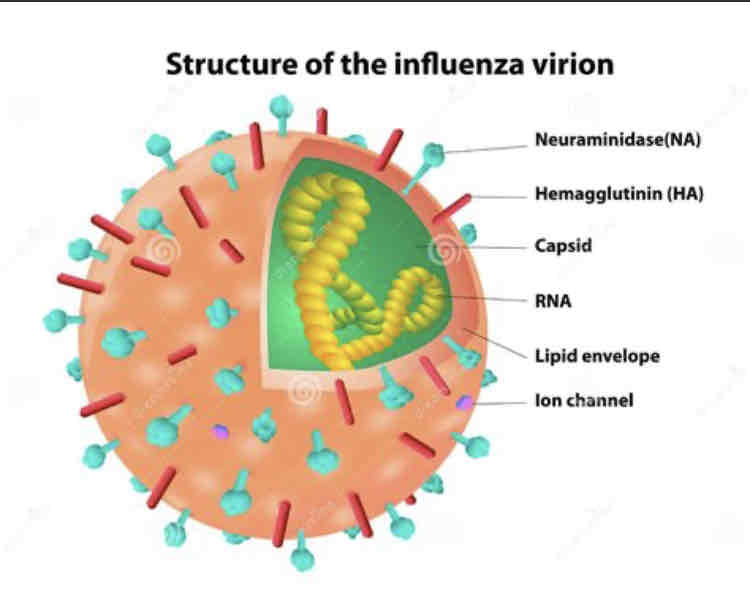 <p>It is a complete infectious virus particle</p>