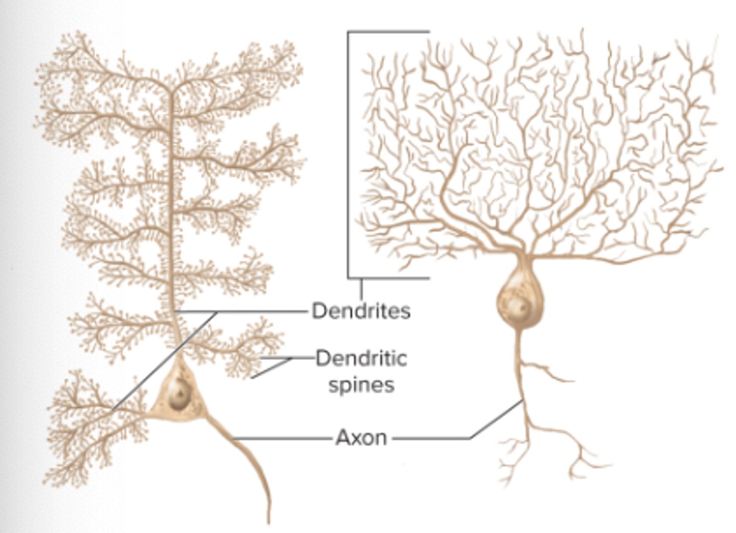 <p>-one axon</p><p>-multiple dendrite</p><p>-MOST COMMON (composes most neurons of brain and spinal cord)</p>