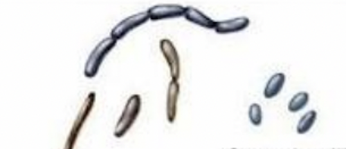 a bacterium that is an oval rod