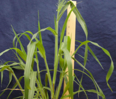 <p>Fall pancium </p>