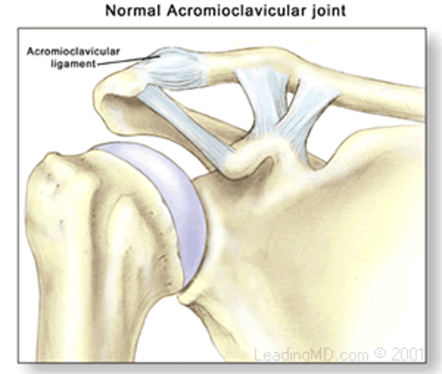 <p>- divided into two ligaments</p><p>- connects lateral end of clavicle to acromion of scapula</p><p>- reinforces joint capsule</p>