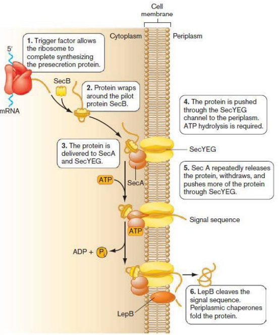 <p>Describe the steps in the<strong> Sec-dependent</strong> protein transport pathway for <strong>perisplasmic </strong>bacterial proteins. (slide 13)</p><p>Include: </p><p>1) <strong>SecB </strong>piloting protein</p><p>2) <strong>SecA </strong>ATPase</p><p>3) <strong>SecYEG </strong>channel/pore protein in inner membrane</p><p>4) <strong>LepB </strong>signal peptidase</p>