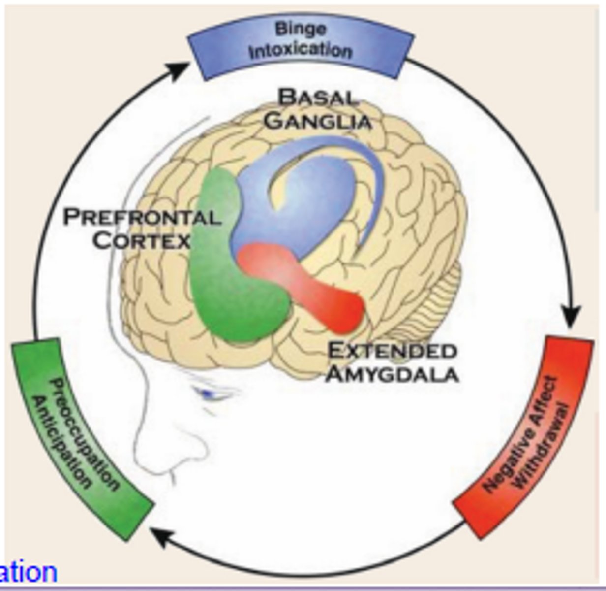 <p>Regulates impulse control and decision-making, often impaired in addiction, leading to compulsive drug use.</p>
