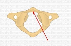<ul><li><p>for articulation with dens</p></li></ul><p></p>