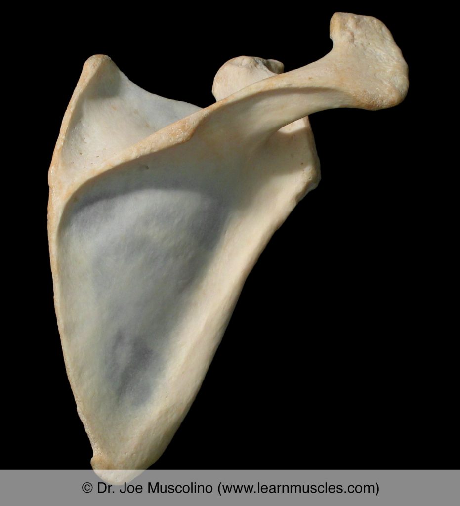 <p>Which bone is shown?</p>