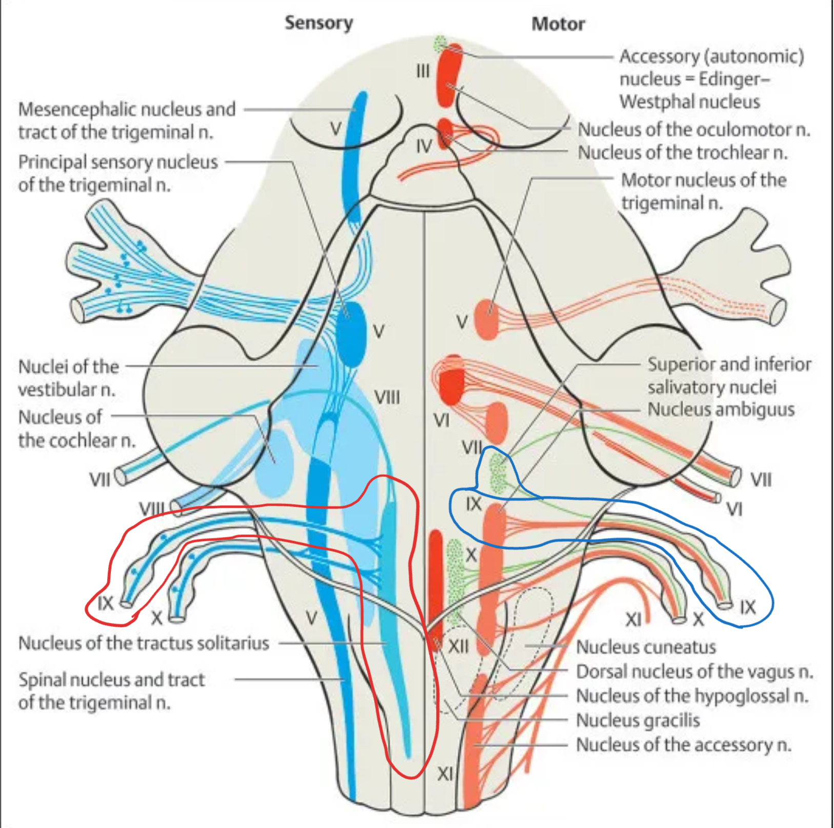 <p><strong>Glossopharyngeal (IX)</strong></p>