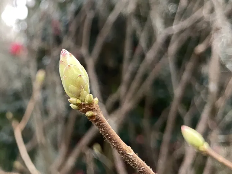 <p>small shrub, deciduous, acidic upland, sweet scented, firework branching, bloom before leaves, seed capsules, smooth reddish bark, simple fuzzy leaves Bud: cluster vegetative buds, red rosy heavily scaled flowering buds</p>