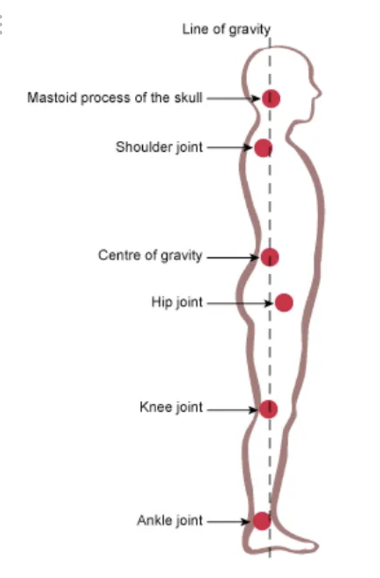 <p>The line of gravity passes behind the hip (iliofemoral ligament bears the load), towards the front of the knees (cruciate ligaments bear the load), and in front of the ankle (ankle joint bears the load).</p>