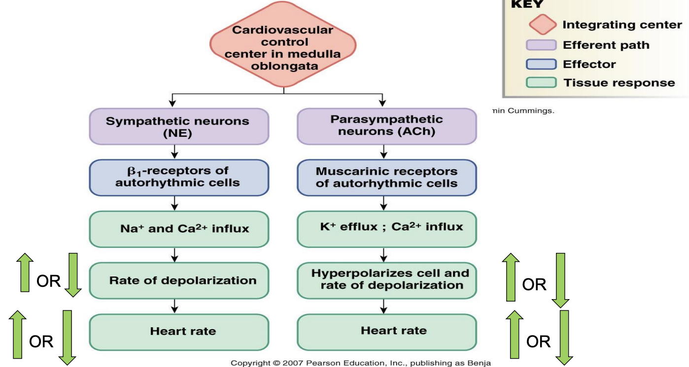 <p>low resting HR due to parasympathetic tone</p><p>increase in HR at onset of exercise</p><ul><li><p>initial increase up to ~100 beats/min due to parasympathetic withdrawal - “ease off the brake” </p></li><li><p>later increase >100 beats/min due to increased sympathetic outflow - “press on the gas”</p></li></ul><p></p>