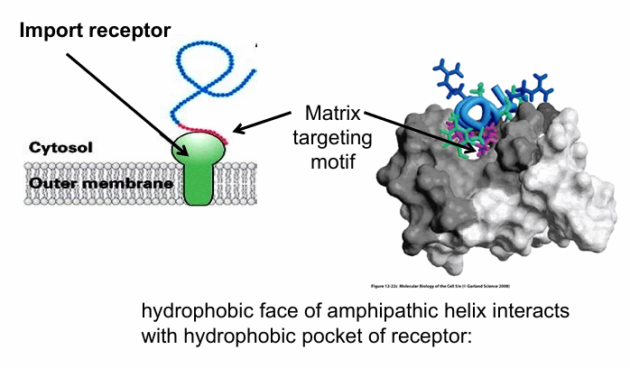 <ul><li><p>Import Receptor</p><ul><li><p>A signal receptor recognizing matrix-targeting motif&nbsp;</p></li><li><p>Embedded in out membrane of&nbsp;mitochondria</p></li></ul></li><li><p>How does it recognize the matrix-targeting motif?&nbsp;</p><ul><li><p>Amphipathic helix of the motif fits into the hydrophobic binding pocket of the receptor&nbsp;</p></li><li><p>All hydrophobic residues of the amphipathic helix are facing the hydrophobic pocket&nbsp;</p></li></ul></li></ul><p></p>