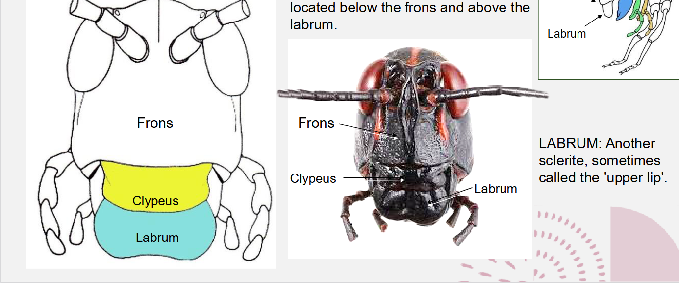 <p>labrum</p>