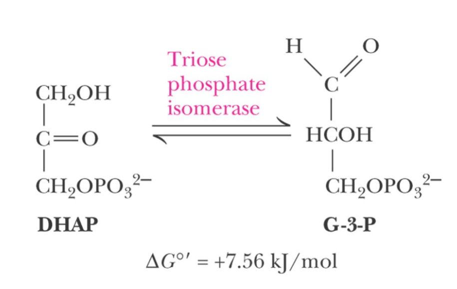 <p>Triose phosphate isomerase</p><p>Dihydroxyacetone biphosphate (DHAP) to Glyceraldehyde-3-phosphate (G-3P) </p>