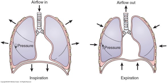 <p>When a person inhales, the diaphragm contracts and moves downward. The intercostal muscles also contract which increases the volume in the lungs. This decreases pressure (negative pressure) and allows air to come in passively. <span style="font-family: Calibri">During relaxation, the muscles all relax which forces air out of the lungs (positive pressure)</span></p><p></p>