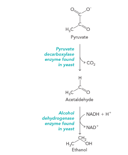 <ul><li><p>pyruvate decarboxylase converts pyruvate into acetaldehyde and carbon dioxide</p></li><li><p>alcohol dehydrogenase reduces acetaldehyde to ethanol</p></li><li><p>the second part involving alcohol dehydrogenase is a redox reaction</p></li></ul><p></p>