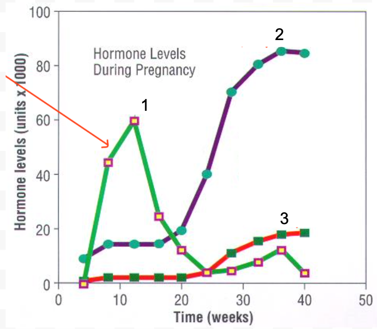 <p>Pregnancy Hormones</p>