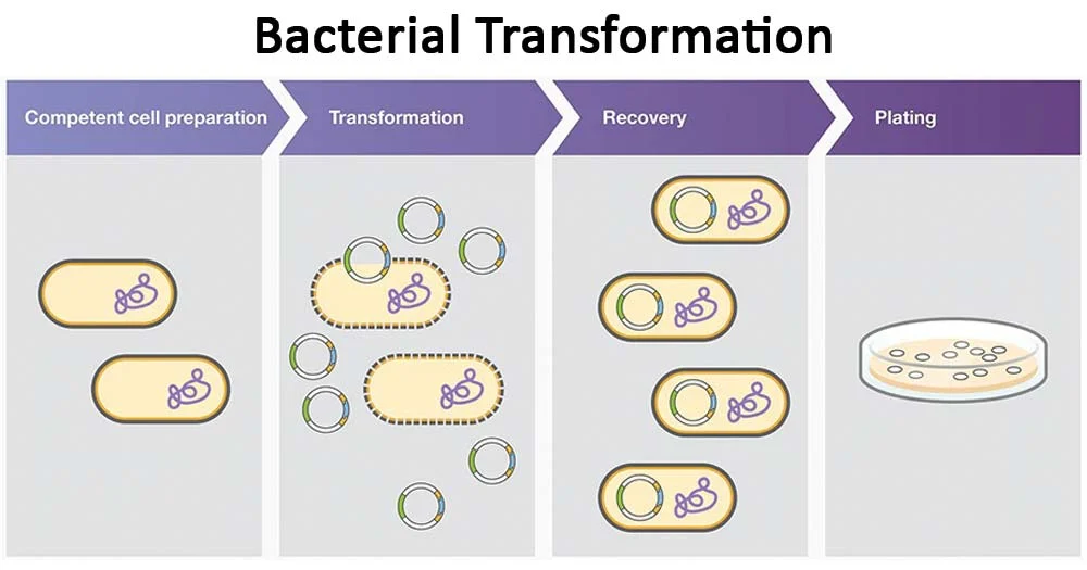 <p>method used to introduce plasmid DNA in bacteria</p><p>bacteria is made competent to take up foreign negatively charged DNA</p>